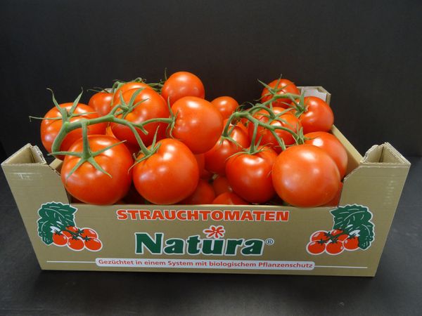 Tomato from Netherlands supplied by Solleveld - Carton Box (=Cardboard Box) Fresh Tomato