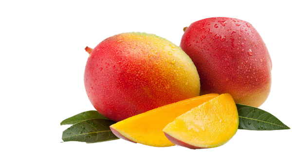 Mango - Kent from South Africa supplied by ZZ2 Farming - Carton Box (=Cardboard Box) Fresh Mango