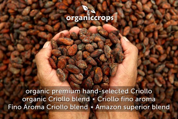 Peruvian Cacao from Peru supplied by ORGANICCROPS - Criollo Cocoa Cocoa Bean