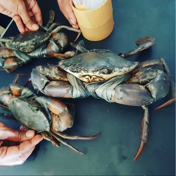 Crab from 인도네시아 supplied by PT. Natana Marine Corp - Live 신선 게