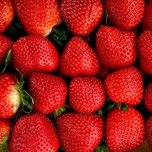Strawberry from United States supplied by Sweet Life Farms LLC - Red Fresh Strawberry