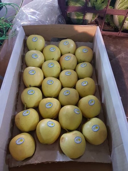Golden Apples from 이란 supplied by Safiran Sepehr Paya - 136-200 g 신선 사과