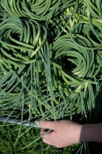 Garlic Scapes from 미국 supplied by Green Mountain Garlic - Shoots (=Scapes) 신선 마늘
