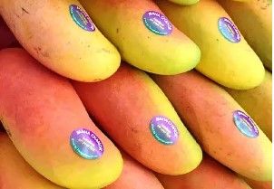 Maha Chanok Mango from Australia supplied by Tou's Garden Pty Ltd - Reddish Fresh Mango
