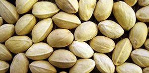 Closed Shell Pistachio from Iran supplied by RASHA PISTACHIO CO. - Closed Mouth Raw Pistachio