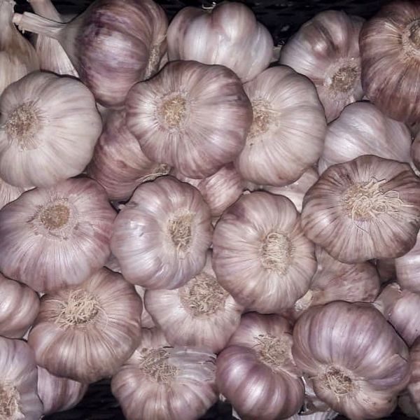 Garlic from Germany supplied by ElbeFruit UG - White Garlic Fresh Garlic