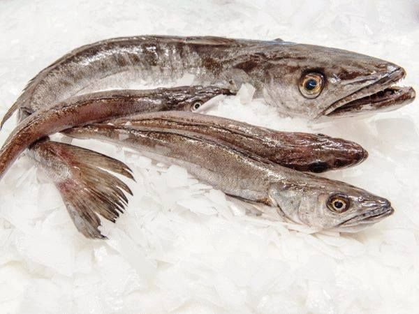 White Hake from France supplied by PECHERIES LES BRISANTS - Fresh (=Chilled=Raw) Fresh Hake