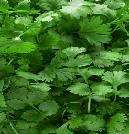 Coriander from 폴란드 supplied by RUN-CHŁODNIA we Włocławku Sp. z o.o. - Ground - Fine Ground 고수
