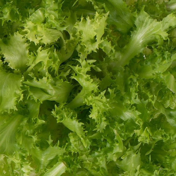 Fresh Curly Endive from 스페인 supplied by Cuadraspania - Green 치커리