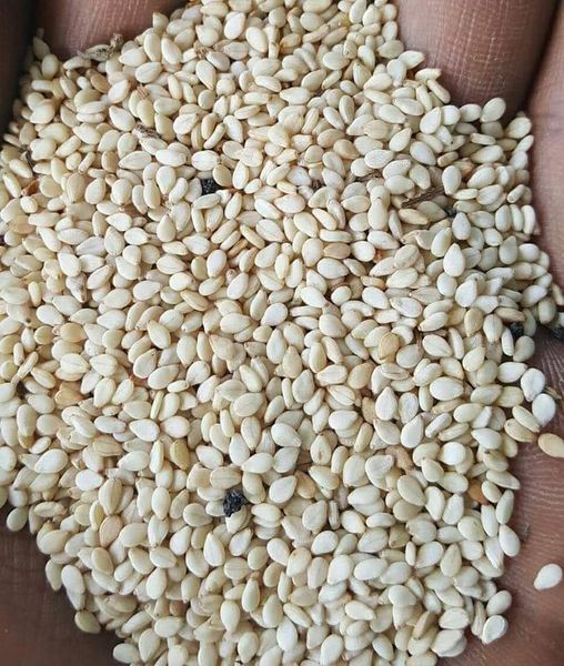 Sesame from 토고 supplied by 2SM-TOGO.SARL - Good Quality 참깨