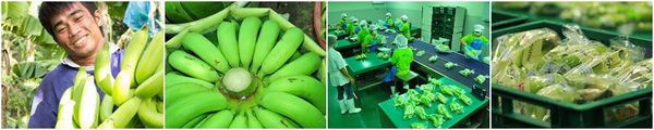 Gros Michel Banana from Thailand supplied by KF Kingfruit - Conventional Fresh Banana