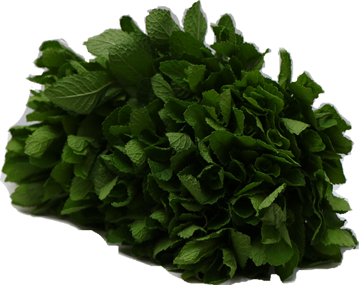 Mint from Kenya supplied by Taste Kenya Exporters Ltd - Green Mint
