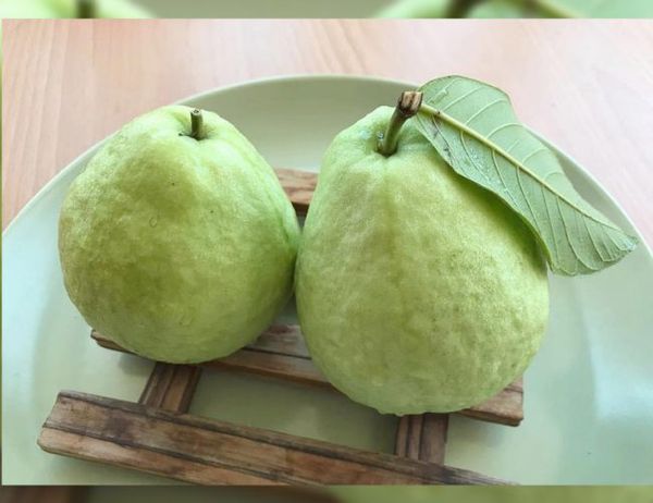 Guava from 대만 supplied by Blossom Fortune Ltd. - Green 신선 구아바
