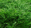 Dill from 폴란드 supplied by RUN-CHŁODNIA we Włocławku Sp. z o.o. - Cut 딜