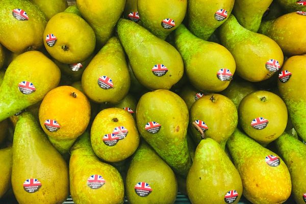 Pear from 영국 supplied by AC Goatham & Son Limited - Conference (=Conferencia=Conferance) 신선 배