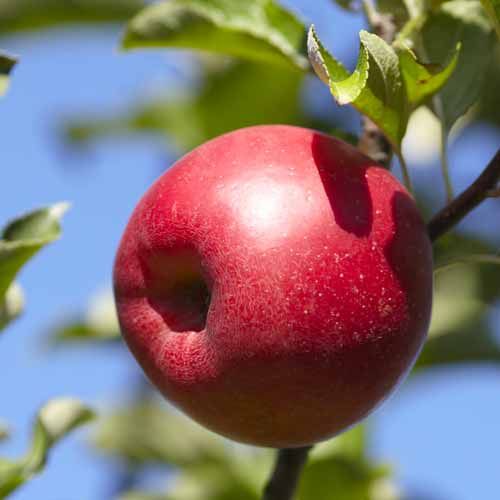 Apple from France supplied by Fauriel fruits - Green Fresh Apple