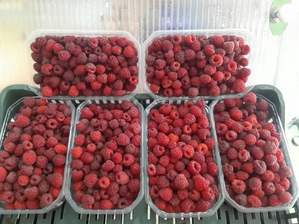 Raspberries from 보스니아-헤르체고비나 supplied by Gračanka - Red 신선 라즈베리
