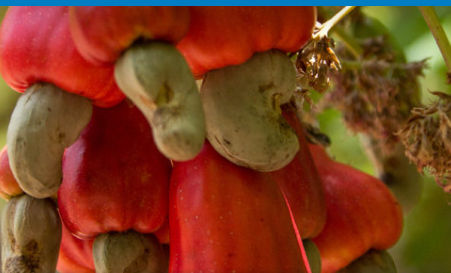 Cashew Nut from Netherlands supplied by GLOBAL TRADING & AGENCY B.V. - Whole Cashew Nut Kernel