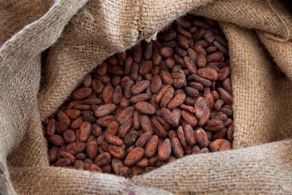 Cocoa from Nigeria supplied by Reino Export/Import - Robust Cocoa Bean