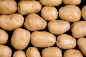 Hermes Potato from 인도 supplied by Advait Agrotech Private Limited - Hermes 신선 일반 감자
