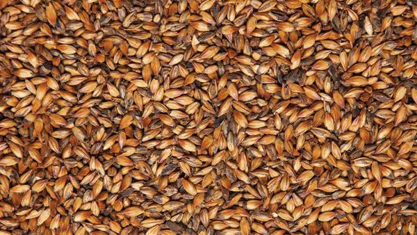 Barley Malt from 러시아 supplied by LLC Grainrus - As per customer's request 보리맥아