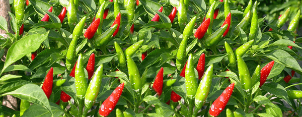 Dried Chili from 베트남 supplied by KIM NGHIA CO., LTD. - Red 말린 통고추
