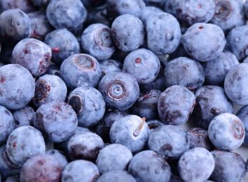 Blueberry (Fresh) from Chile supplied by Exportadora Sol del Maule SPA - Plastic Punnets (=Clamshells) Fresh Blueberry