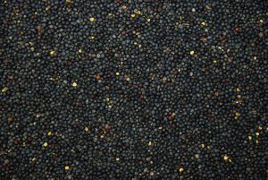 Canola Seed from 폴란드 supplied by Firma Handlowa Rafpak - Black Rapeseed 카놀라 씨 및 유채 씨