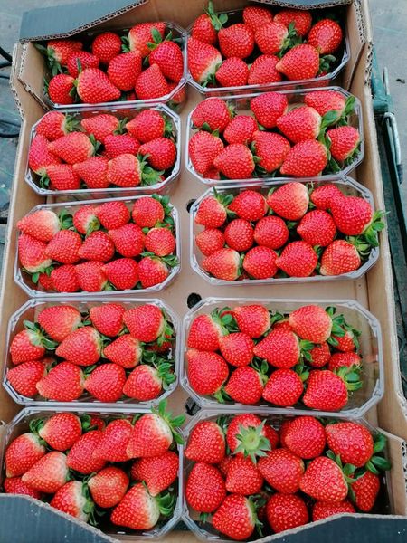 Fresh Strawberry from Portugal supplied by BagaCentro - Red Fresh Strawberry