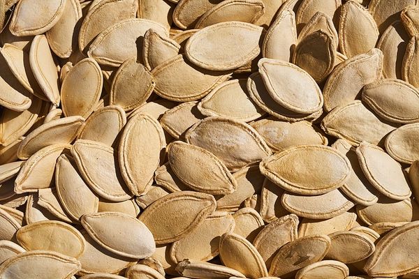 Pumpkin Seed from Netherlands supplied by Red River - Van Eck BV - Seed (=In Shell) Pumpkin Seed