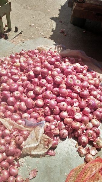 Onion from India supplied by Jatin Enterprises - Carton Box (=Cardboard Box) Fresh Onion
