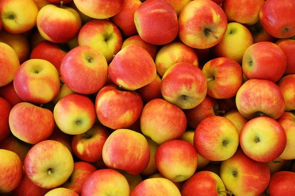 Fresh Apple from 독일 supplied by Otto Schmitz-Hübsch - Belle de Boskoop 신선 사과