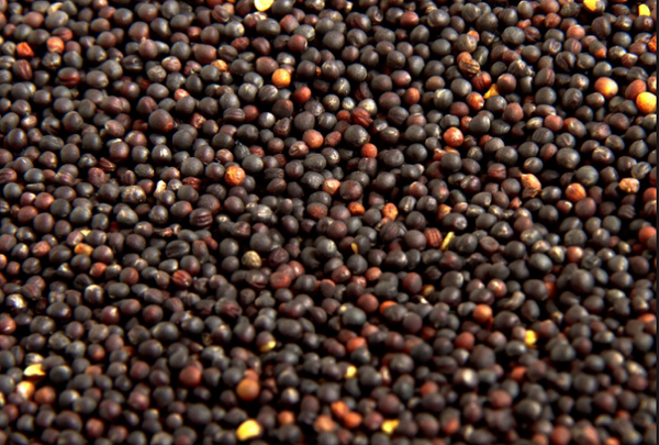 Rapeseed from 체코 supplied by DZV NOVA - Dried 카놀라 씨 및 유채 씨