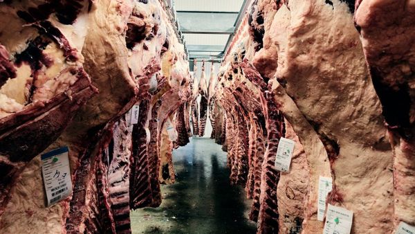 Fresh Beef from 덴마크 supplied by Himmerlandskod - 로스트 신선 미절단 소고기