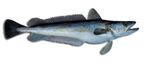 Fresh Hake from Norway supplied by NORDIC GROUP AS - Whole (=In The Round) Frozen Hake