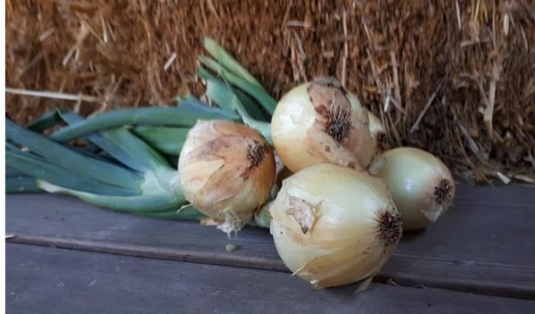Onion from Switzerland supplied by Mis Höfli - Whole Fresh Onion
