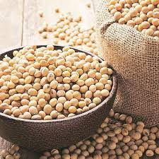 NON MGO Soya Beans from 남아프리카공화국 supplied by Castle Hill Trading - 표준 대두