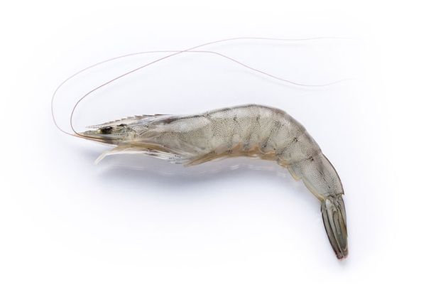 Shrimp from Peru supplied by Marinasol S.A. - EZP (Easy Peel) (=EZ Peel) Frozen Common Shrimp & Prawn