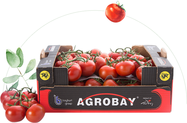 Fresh Tomato from 튀르키예 supplied by Agrobay Seracilik - Red 신선 토마토