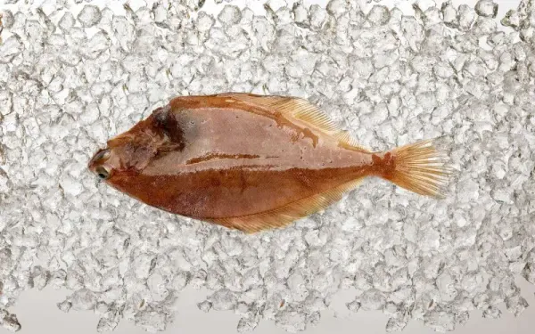 Fresh Whole Flounder from United States supplied by Channel Fish Processing Co. Inc. - Whole (=In The Round) Frozen Flounder
