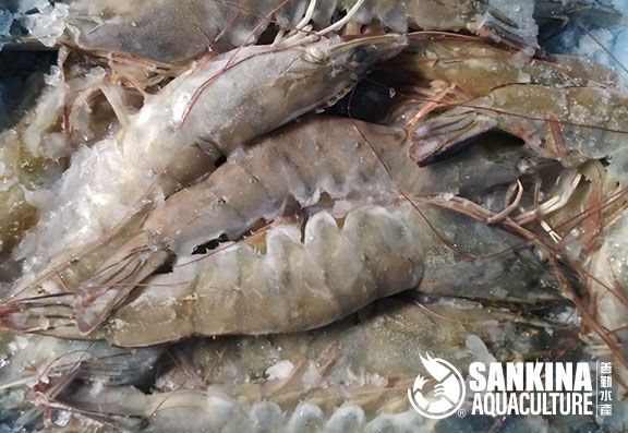 Live Frozen Vannmei Prawns from 말레이시아 supplied by Sankina Aquaculture Sdn Bhd - Vacuum Packed (=VAC) 냉동 새우