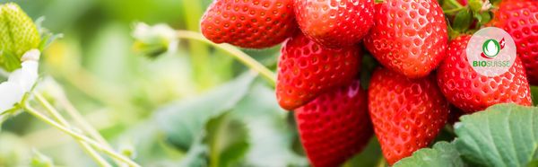Strawberry from Switzerland supplied by Räss Wildbeeren - Carton Box (=Cardboard Box) Fresh Strawberry