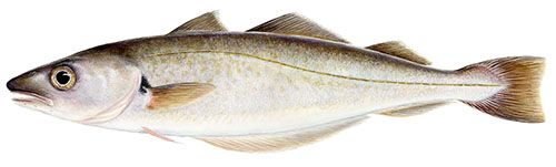 Dried Whiting from Iceland supplied by LANGA - European Whiting (=Merlangius merlangus) Frozen Blue Whiting