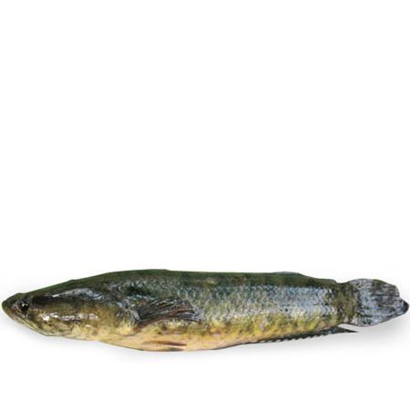 Shoil Fish from Bangladesh supplied by MASHUD FISH PROCESSING & ICE COMPLEX - Skin On Other Frozen Whole Fish
