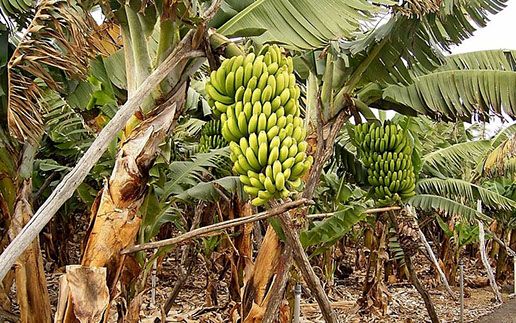 Plantain from 나이지리아 supplied by CBS Agro - Fresh (=Chilled) 신선 플랜테인