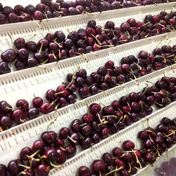 Merchant Cherry from 호주 supplied by Perfecta Produce - Sweet Cherry - Merchant 신선 체리