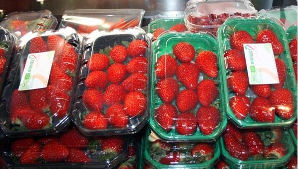Fresh Strawberry from 스페인 supplied by Optima Fruit SL - Plastic Box 신선 딸기