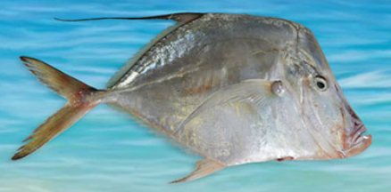 Frozen Moonfish from Ecuador supplied by PACFISH S.A. - Pacific Moonfish Frozen Opah