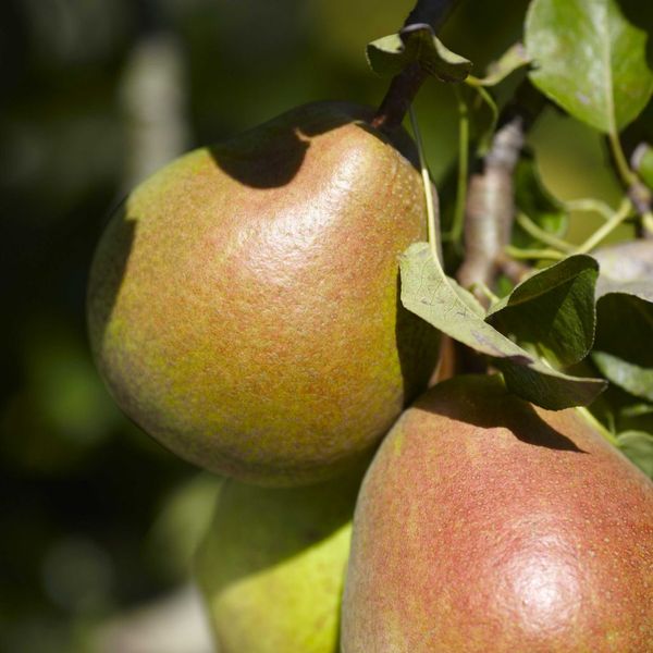 Pear from France supplied by Fauriel fruits - Red Blush Fresh Pear