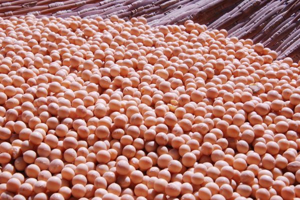 Soybean from 러시아 supplied by LLC Paritet-Zernoproduckt - Raw (=Natural) 대두